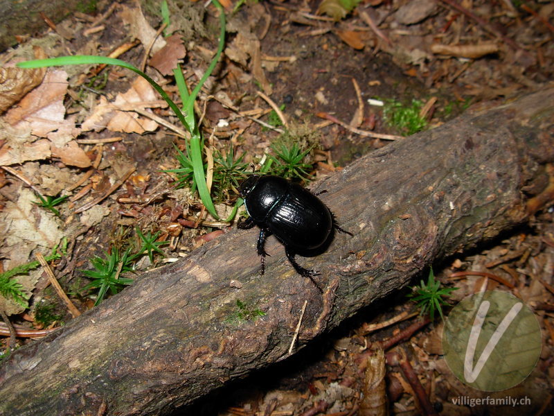 Waldmistkäfer: Übersicht